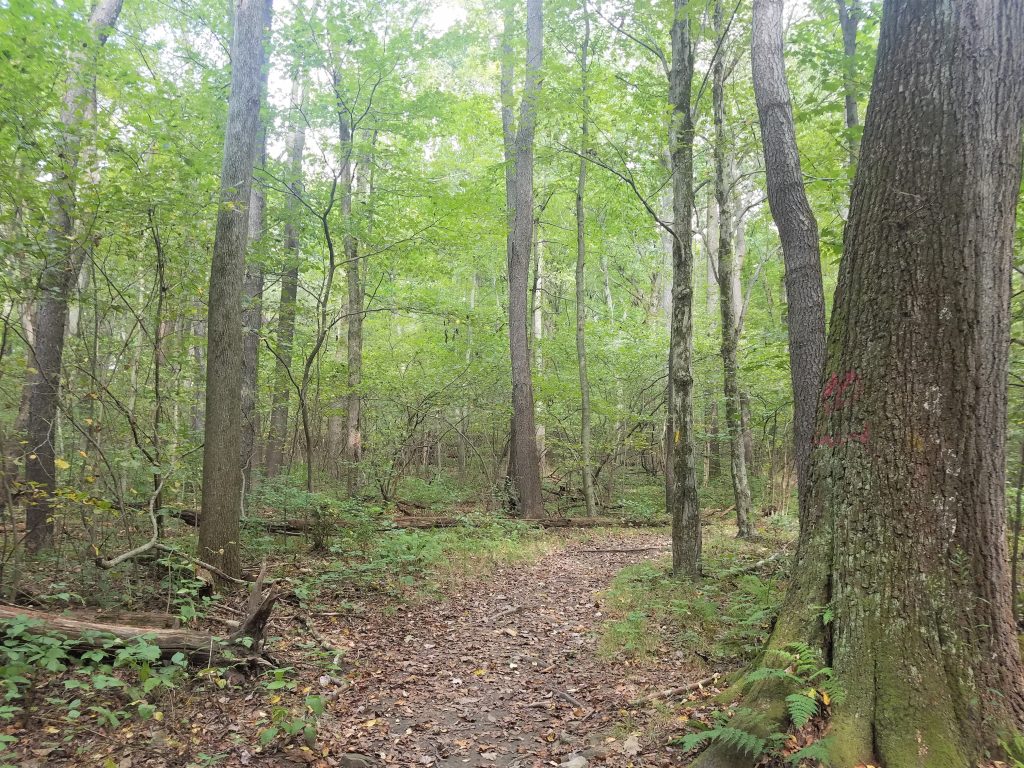 Laurel Highlands Hiking Trail features scenic woodland trails.