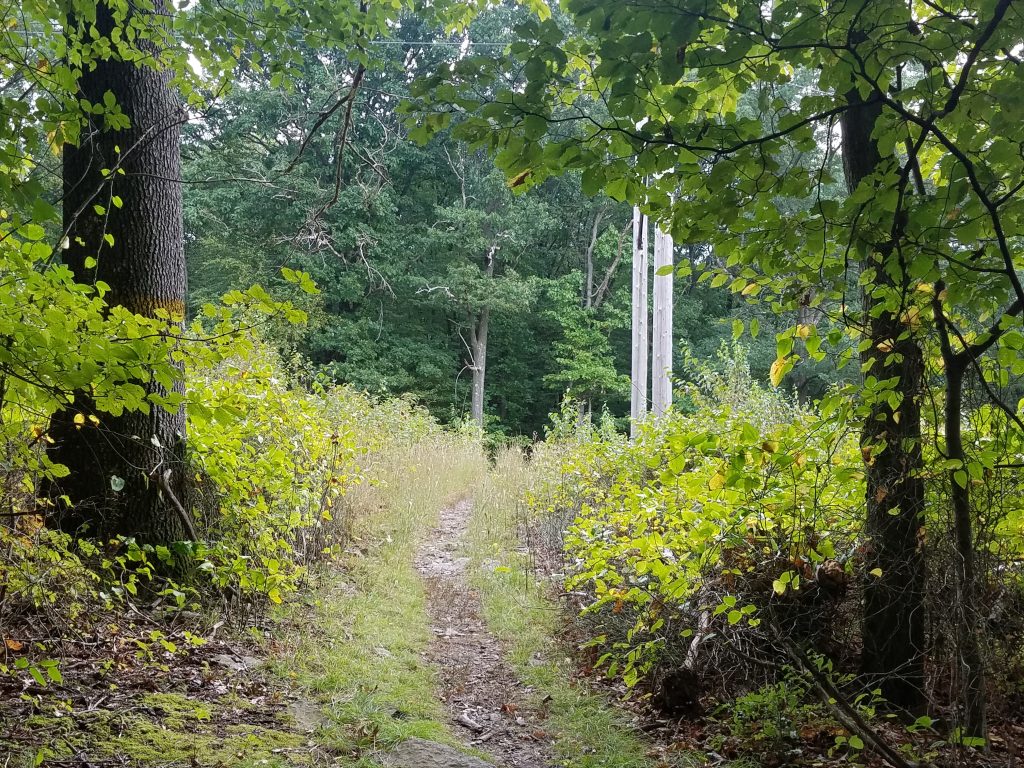 The trail emerges from the forest onto a wild meadow where electrical transmission lines run high overhead.