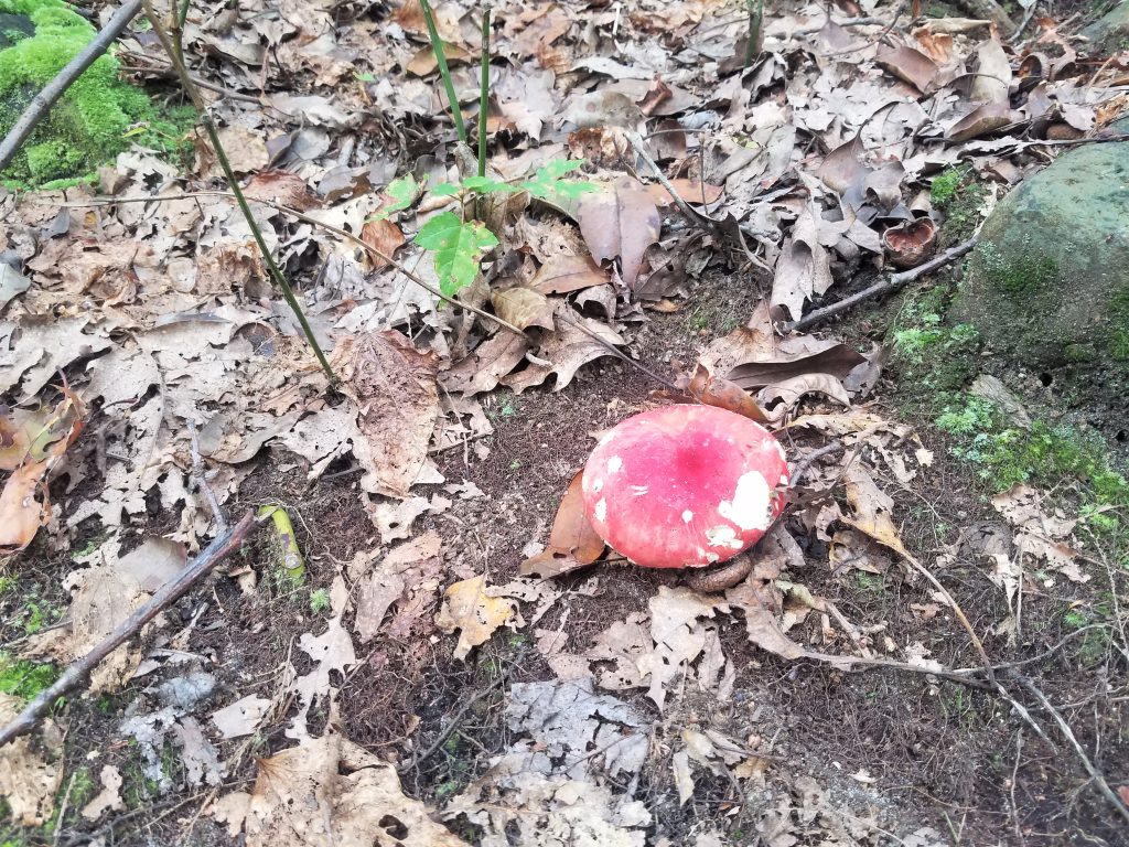 A different, yet still very colorful mushroom.