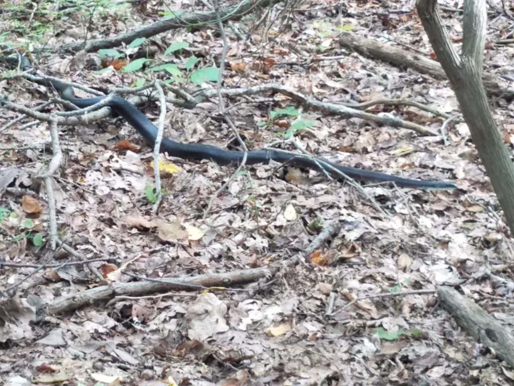 A black racer snake lying motionless to the right of the trail.