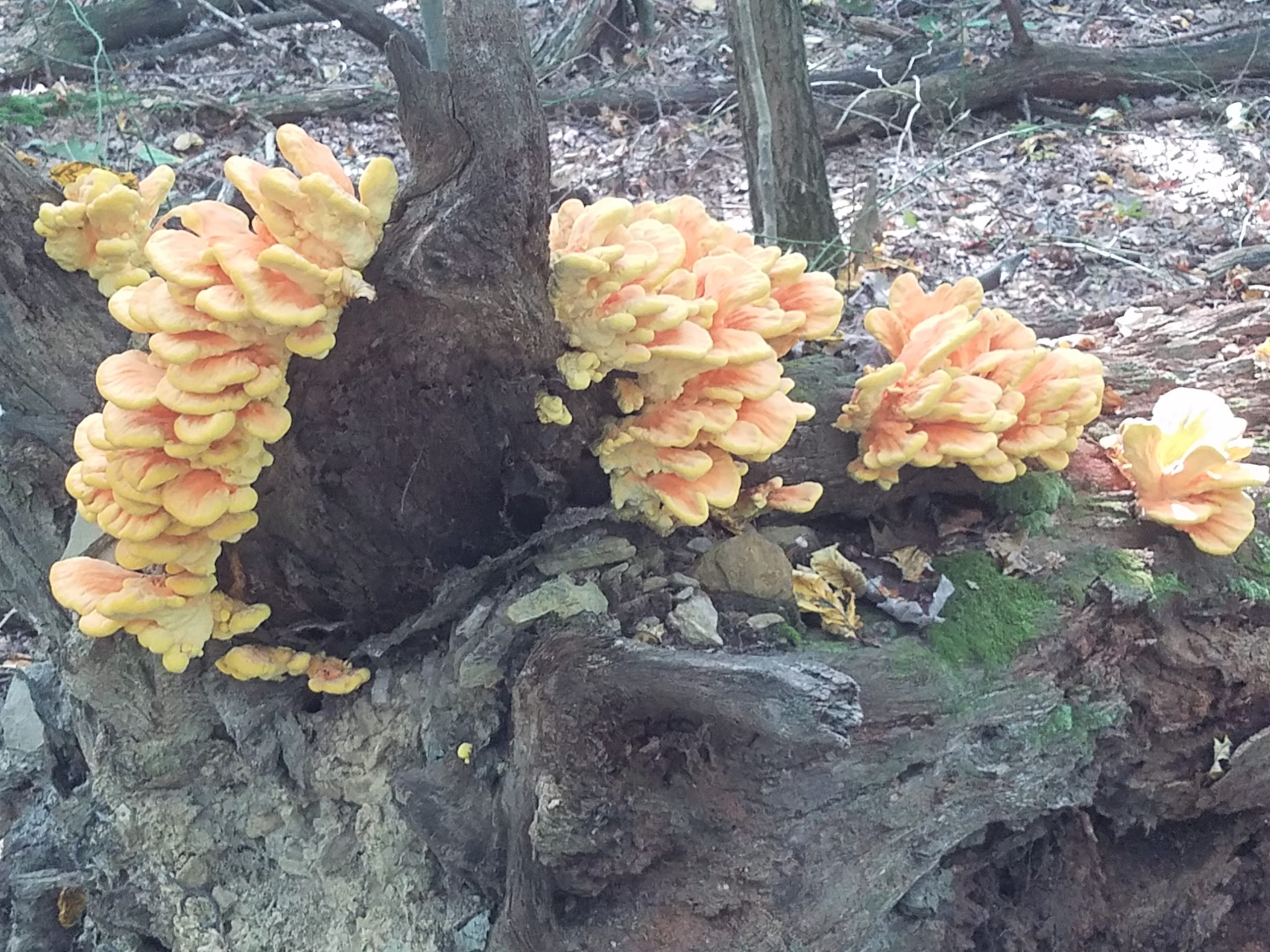 Beautiful yellow-orange fungi growing on a downed tree trunk.