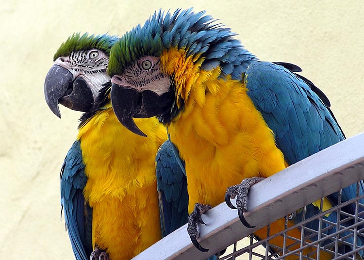 Blue and yellow macaws.
